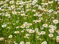 Field of spring white daisies in blossom Royalty Free Stock Photo