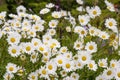 A field of spring white Daisies showing joy, puring and love Royalty Free Stock Photo