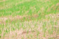 Field with sprouts of corn. Early springtime. Royalty Free Stock Photo