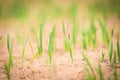 Field with sprouts of corn. Early springtime. Royalty Free Stock Photo