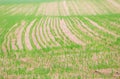 Field with sprouts of corn. Early springtime. Royalty Free Stock Photo