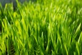 Field with sprouts of oats in the early morning. Young sprouts of wheat, closeup view. Royalty Free Stock Photo