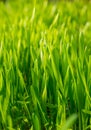 Field with sprouts of oats in the early morning. Young sprouts of wheat, closeup view. Royalty Free Stock Photo