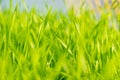 Field with sprouts of oats in the early morning. Young sprouts of wheat, closeup view. Royalty Free Stock Photo