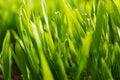 Field with sprouts of oats in the early morning. Young sprouts of wheat, closeup view. Royalty Free Stock Photo