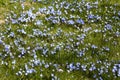 Field of Squill Flowers