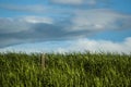 Field with still green wheat and a few dead grass blades as a contrast and blue sky with fantastic clouds Royalty Free Stock Photo