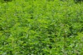 Field of stinging nettle,also called Urtica dioica or Brennnessel