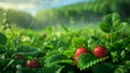 A field of strawberries with green leaves and sunlight Royalty Free Stock Photo