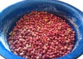 Field strawberries sprinkled with sugar lies in a blue enameled basin. Cooking jam. Processing wild berries at home. Harvesting