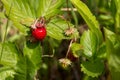 field strawberries, wild strawberries ripe beautiful red juicy