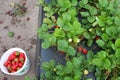 Field of strawberry plants with red and green berries with a white bucket of strawberries Royalty Free Stock Photo