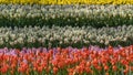 The field striped by red tulips, purple and pink hyacints, white and yellow dafodils in spring sunny day in Holland Royalty Free Stock Photo