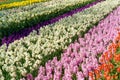 The field striped by red tulips, purple and pink hyacints, white and yellow dafodils in spring sunny day in Holland Royalty Free Stock Photo