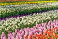 The field striped by red tulips, purple and pink hyacints, white and yellow dafodils in spring sunny day in Holland Royalty Free Stock Photo