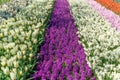 The field striped by red tulips, purple and pink hyacints, white and yellow dafodils in spring sunny day in Holland