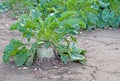 Field sugar beet