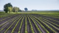 Field of sugar beet Royalty Free Stock Photo