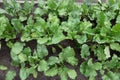 field of sugar beet. Green leaves in garden Royalty Free Stock Photo