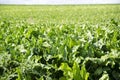 A field of sugar beet plants