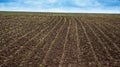 sugar beet in spring, young sprouts and sky on the horizon