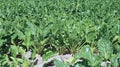 Field of sugar beet Royalty Free Stock Photo