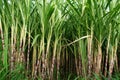 Field of sugar cane Royalty Free Stock Photo