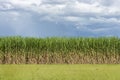 Field of sugarcane against a threatening sky.