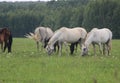 herd of horses Royalty Free Stock Photo