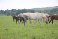 herd of horses Royalty Free Stock Photo