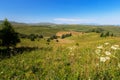 Field summer mountain Altay