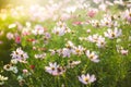 Field of summer pink and white flowers in the warm sunlight