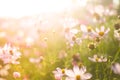 Field of summer pink and white flowers in the warm sunlight Royalty Free Stock Photo