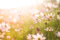 Field of summer pink and white flowers in the warm sunlight