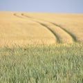 field in summer Royalty Free Stock Photo