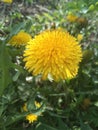 Field Sun Flower 2020 Royalty Free Stock Photo