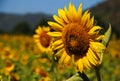 The field of sun flower blue sky mountain Royalty Free Stock Photo