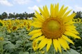 THE FIELD OF SUN FLOWER