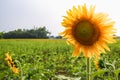 Field sun Flower, Nakhon Sawan Thailand Royalty Free Stock Photo