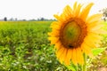 Field sun Flower, Nakhon Sawan Thailand Royalty Free Stock Photo