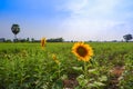 Field sun Flower, Nakhon Sawan Thailand Royalty Free Stock Photo