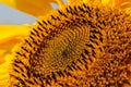 Detail of field of sun flowers