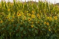 Field of Sunflower blooming in the summer background Royalty Free Stock Photo
