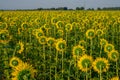 Field of sunflower blossom in a garden, view from back of  yellow petals of flower head spread up and blooming on green leaves Royalty Free Stock Photo