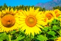 Field of sunflower blue sky with mountains Royalty Free Stock Photo