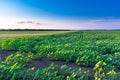 Field with sunflower on the blue sky in the rays of the setting sun Royalty Free Stock Photo
