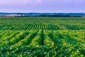 Field with sunflower on the blue sky in the rays of the setting sun Royalty Free Stock Photo