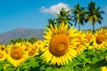 Field of sunflower on the cloudy blue sky Royalty Free Stock Photo