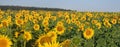 Field of sunflower flowers Royalty Free Stock Photo