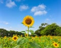 A field of sunflower in a garden, the yellow petals of flower head spread up above green leaves trees background under vivid blue Royalty Free Stock Photo